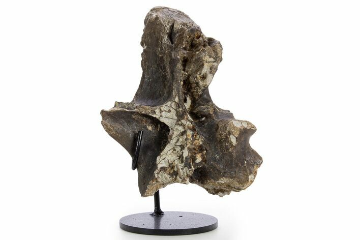 Tyrannosaur (Gorgosaurus?) Vertebral Arch with Stand - Montana #335936